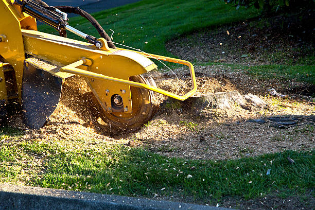 Tree Branch Trimming in Libertyville, IL